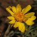 Woolly Mock Goldenweed - Photo (c) David Greenberger, some rights reserved (CC BY-NC-ND), uploaded by David Greenberger