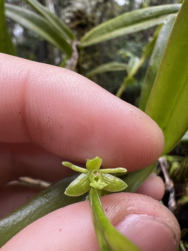 Foto de Orquídea-rígida