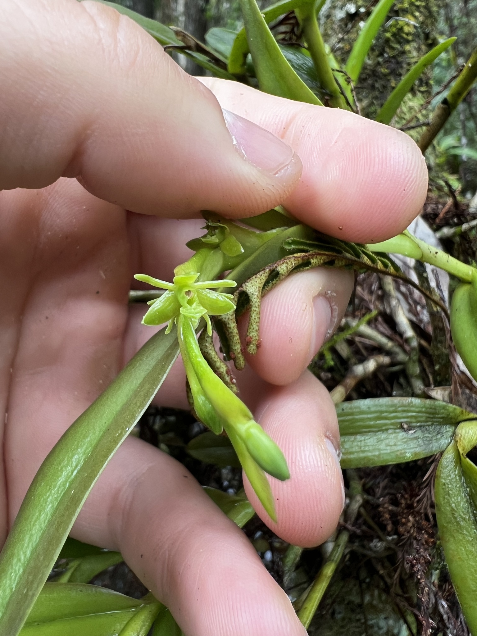 Imagem de Orquídea-rígida