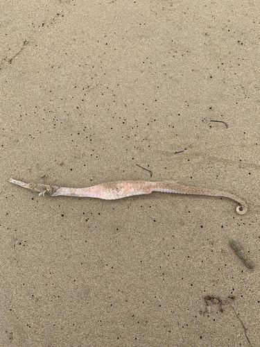 Australian spiny pipehorse (Solegnathus spinosissimus) — Syngnathidae