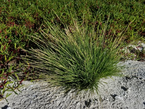 Lepturus repens observed 2024-11-26