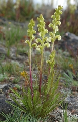 Pedicularis contorta contorta
