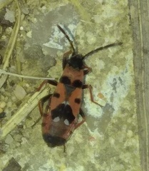 Horvathiolus guttatus