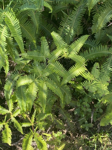 Dicranopteris linearis observed 2025-01-08