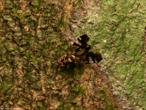 Euphranta linocierae, 2025-01-11