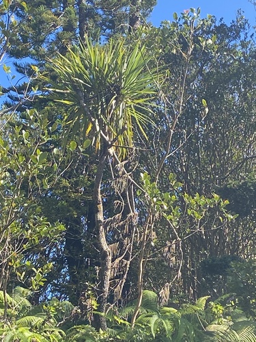 Cordyline australis observed 2025-01-08