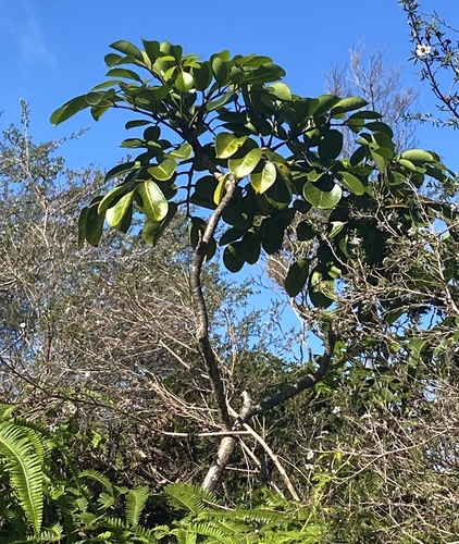 Polyscias oahuensis observed 2025-01-08