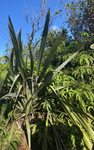 Phormium tenax observed 2025-01-08