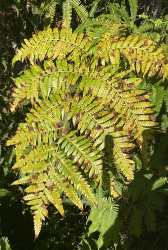 Cibotium menziesii observed 2025-01-08