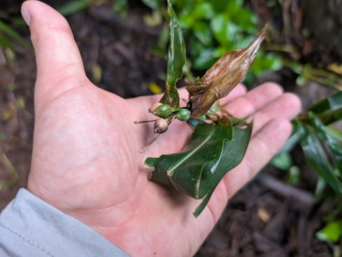 Image of Coix lacryma by (c) Damien Wallace, some rights reserved (CC BY)