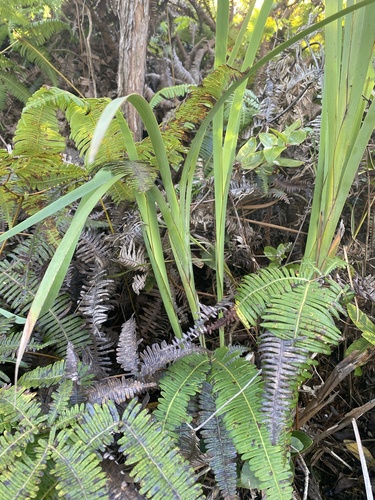 Machaerina mariscoides observed 2025-01-08