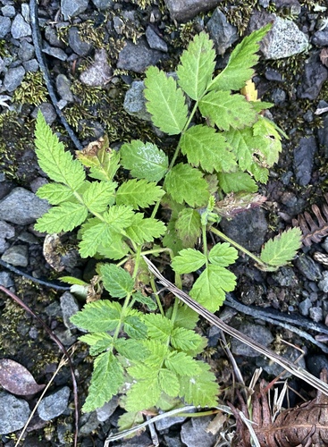 Rubus rosifolius observed 2025-01-08