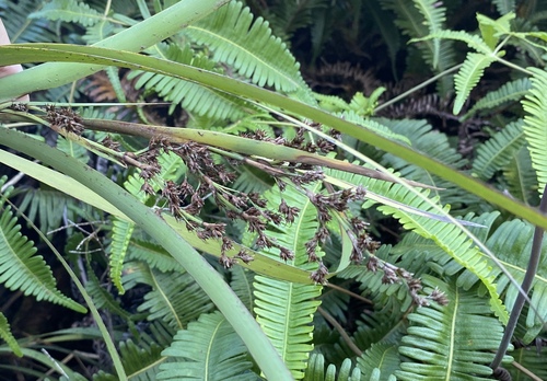 Machaerina mariscoides observed 2025-01-08