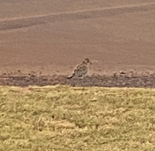 Pluvialis fulva observed 2025-01-09