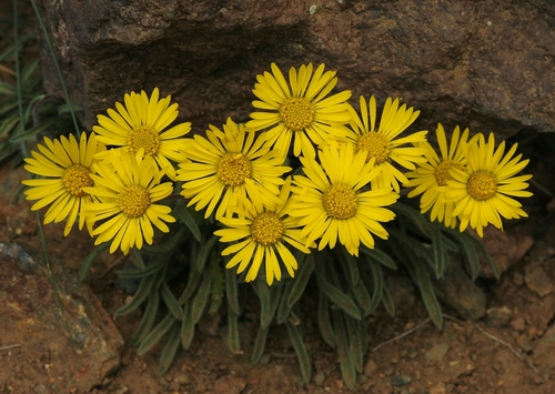Erigeron chrysopsidis var. brevifolius