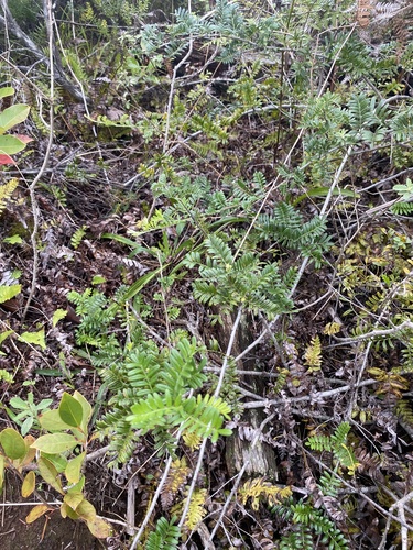 Osteomeles anthyllidifolia observed 2025-01-09