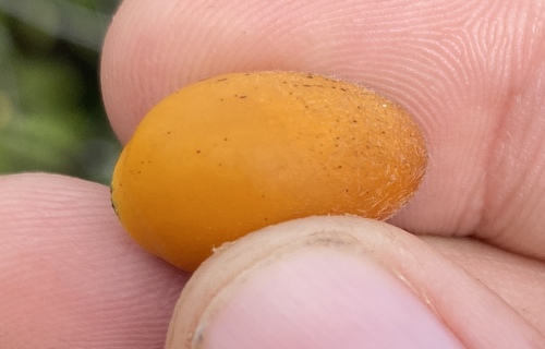 Diospyros sandwicensis observed 2025-01-09