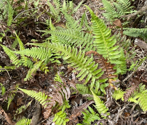 Blechnum appendiculatum observed 2025-01-09