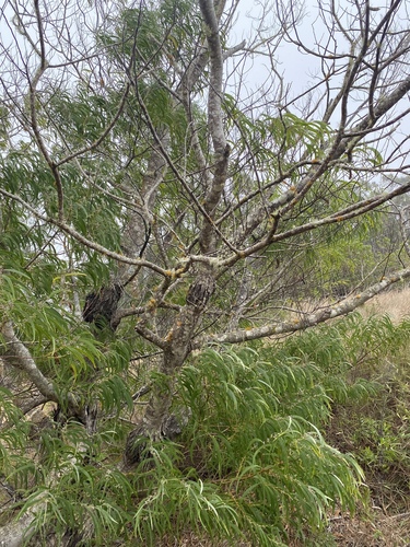 Acacia koa observed 2025-01-09
