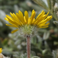 Erigeron chrysopsidis