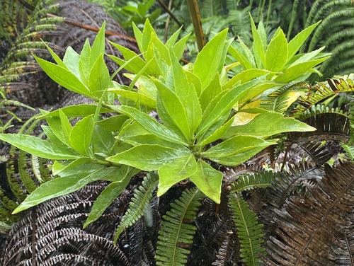 Scaevola chamissoniana observed 2025-01-09