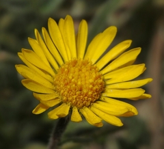 Erigeron chrysopsidis