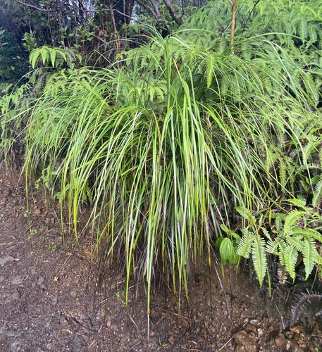 Gahnia beecheyi observed 2025-01-09