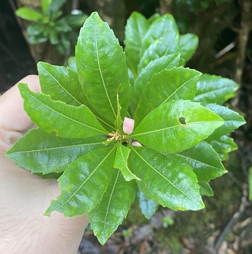 Foto de Faia-da-terra