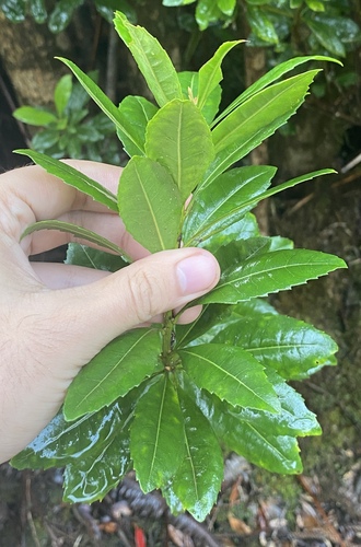 Foto de Faia-da-terra