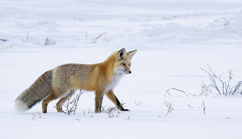 Red Fox photographed in Wyoming