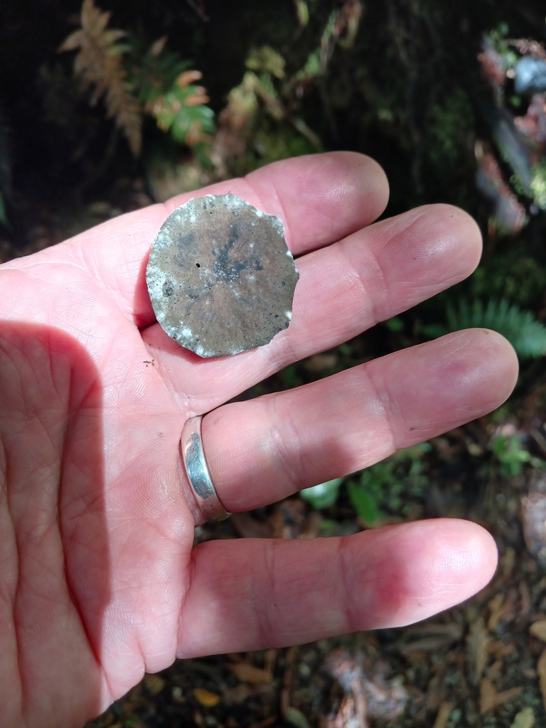 Neosarcodon carbonarius · January 2025 · photo: © ecoman (iNaturalist, cc-by)