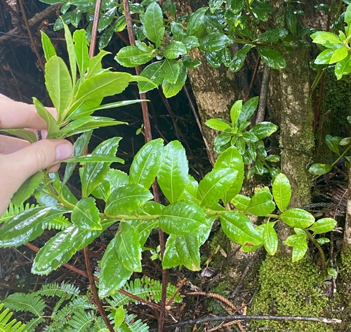 Foto de Faia-da-terra