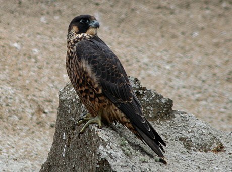 アメリカハヤブサ (亜種 Falco peregrinus anatum) · iNaturalist