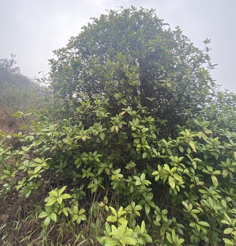 Myrsine lanaiensis observed 2025-01-09
