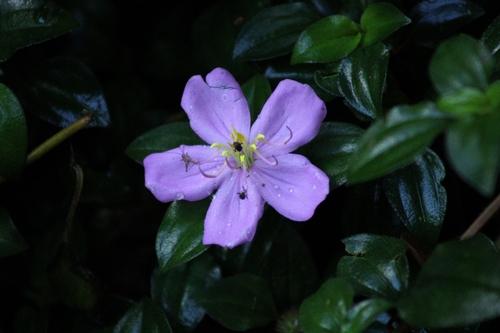 Heterotis rotundifolia