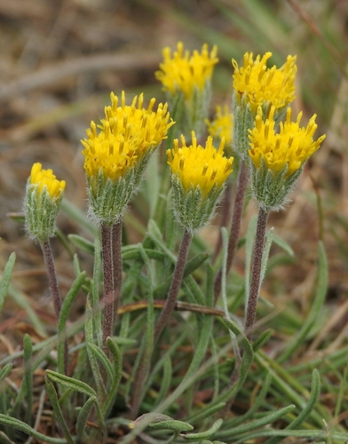 Erigeron bloomeri var. bloomeri