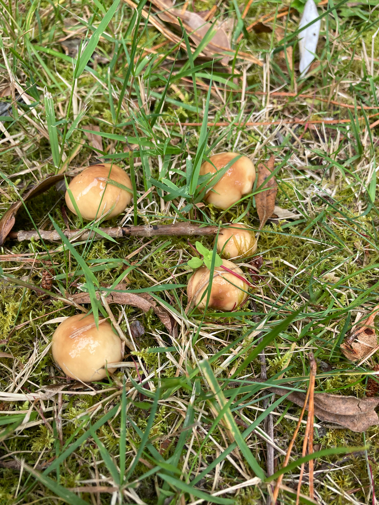 Suillus granulatus · January 2025 · photo: © berardom (iNaturalist, cc-by)