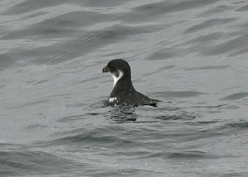 Magellanic Diving-Petrel photo