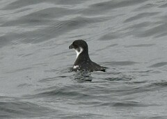 Magellanic Diving Petrel photo 1
