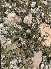 Sabulina nuttallii