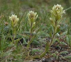 Castilleja chrysantha