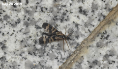 Mecoptera