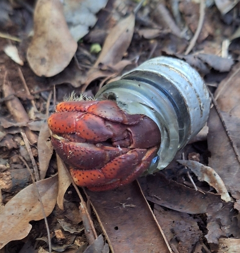 Caribbean Land Hermit Crab, Las Galeras (D. M.)., 32000, Dominican Republic, photo 10 of 10