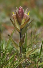 Castilleja chrysantha