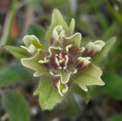 Castilleja chrysantha