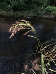 Echinochloa crus-pavonis