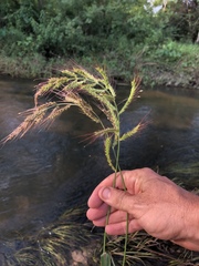 Echinochloa crus-pavonis