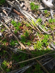 Pyxidanthera barbulata