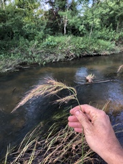 Echinochloa crus-pavonis