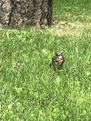 Turdus migratorius